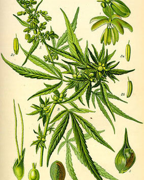 Cannabis - eine Pflanze mit vielen Talenten