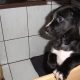Boxer-Labrador Welpen zu vergeben