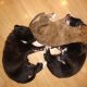 Boxer-Labrador Welpen zu vergeben